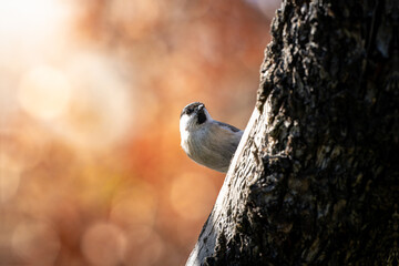 Marsh tit Poecile palustris peering around a dark tree trunk in woodland © VasilAndreev Photo