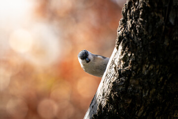 Marsh tit Poecile palustris peering around a dark tree trunk in woodland © VasilAndreev Photo