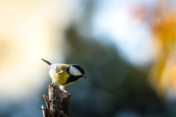 Marsh tit bird climbing tree trunk in temperate forest © VasilAndreev Photo