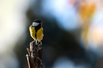 Great tit bird perching on a tree branch in a sunlit forest