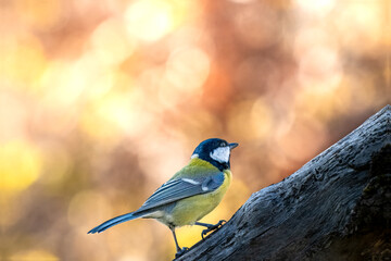 Marsh tit bird climbing up tree trunk in european forest © VasilAndreev Photo