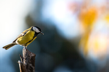 Marsh tit bird climbing tree trunk in temperate forest
