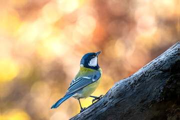 Marsh tit bird climbing up tree trunk in european forest