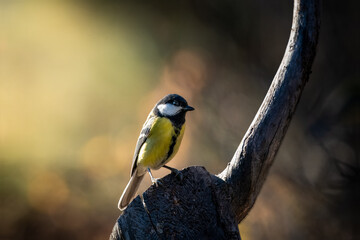 Great Tit bird perched on a thick wooden branch in soft sunlight in Europe © VasilAndreev Photo