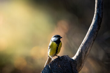 Great Tit bird perched on a thick wooden branch in soft sunlight in Europe
