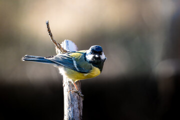 Great Tit bird facing the camera, perched on a wooden stick in Europe © VasilAndreev Photo