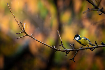 Great Tit bird perched on a rainy autumn branch in a European park