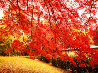もみじの木々が赤く色づき美しい紅葉の景観を見せる京都御苑内の風景