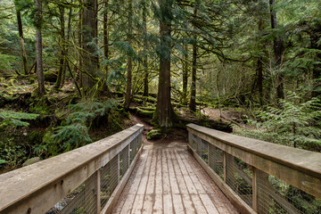 Intense green forest trail with natural lighting wooden bridge Stawamus Chief Provincial Park Squamish, British Columbia, Canada