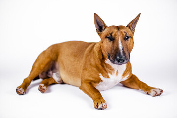 Red bull terrier on a white background.
