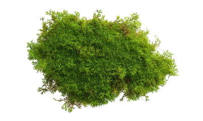 Fototapeta premium A green moss patch intricate textures and patterns. set against a clean white background. perfect for nature-themed projects or organic designs