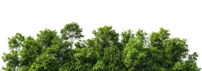 Lush green treetops of a dense forest under a clear blue sky. foliage and natural beauty. ideal for promoting outdoor activities and nature conservation