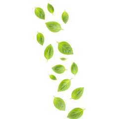 Fresh green basil leaves falling on a black background cascade of leaves