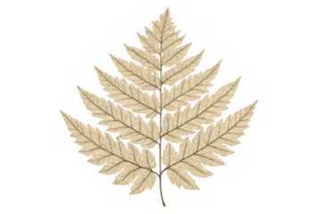 Dry beige fern leaf illustration on transparent background, botanical vintage plant element for design and decor