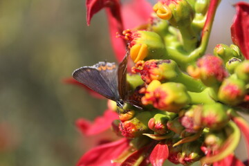 Obraz premium Black Hairstreak butterfly is extracting pollen from Poinsettia or Euphoria Pulcherrima flowers 