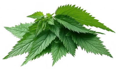 A cluster of fresh green nettle leaves. their serrated edges and rich texture. set against a clean white background. ideal for botanical studies or culinary uses