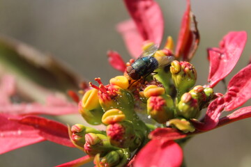 Obraz premium Chrysomya megacephala, Pollenia rudis or cluster fly extracting nector from Euphorbia pulcherrima or Poinsettia buds and flowers