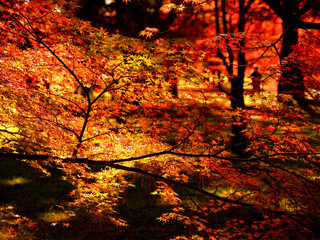 木漏れ日の光に照らされ鮮やかに輝く赤いもみじの葉が美しい京都御苑内の風景