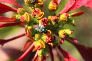 Chrysomya megacephala, Pollenia rudis or cluster fly extracting nector from Euphorbia pulcherrima or Poinsettia buds and flowers