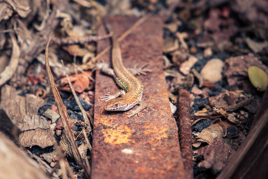 A Gallotia atlantica lizard rests on a rusty metal piece amidst dry leaves and twigs in Lanzarote, Canary Islands, Spain. The lizard's brown coloration blends seamlessly with the surrounding tones.