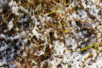 Patchy white snow melts over dry brown grass and hints of green foliage, showing a frosty early winter ground texture in sunlight