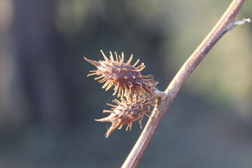 common cocklebur or Xanthium strumarium dead seed heads