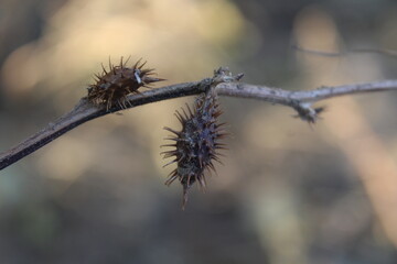 common cocklebur or Xanthium strumarium dead seed heads