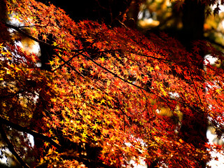 木漏れ日の光に照らされ鮮やかに輝く赤と黄色のもみじの葉が美しい京都御苑内の風景