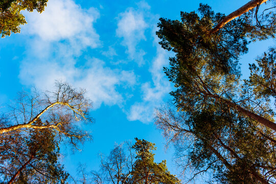 Stunning view looking straight up at tall pine and bare birch trees against a vibrant blue sky with wispy white clouds in late autumn or early winter light