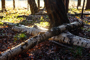 Fallen wet birch logs illuminated by bright afternoon sunbeams during a mix of rain and snow in the late autumn woods