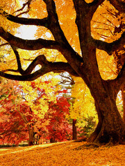 京都御苑内のイチョウの大木の黄色く色づいた葉が地面に敷き詰められた風景