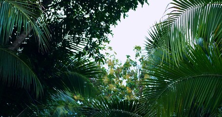 dense canopy opening to sky light, layers of leaves and branches forming jungle cathedral, filtered sunbeams