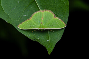 green leaf with water drops