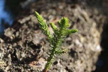 Huperzia selago, firmoss or fir clubmoss green leaves