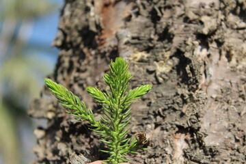 Huperzia selago, firmoss or fir clubmoss green leaves
