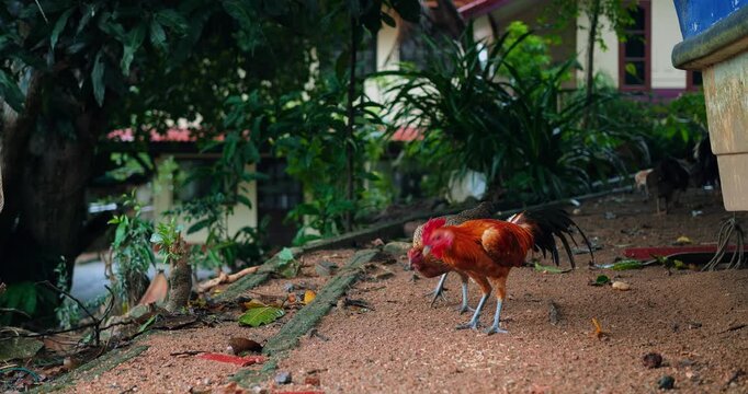 rooster pecking at ground near leafy plants, low angle view of bright comb and steady beak, damp soil with scattered leaves, quiet foraging action, natural color and intimate documentary feel