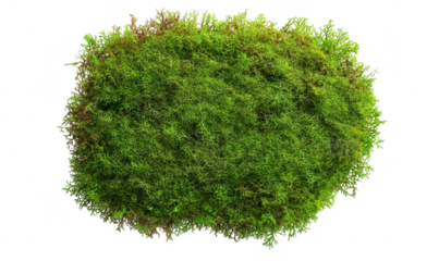 Lush green moss mat with textures. a natural forest element. perfect for nature-themed backgrounds. gardening projects. or eco-friendly designs