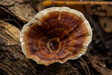 mushroom in the forest
