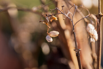 晩秋、枯れて褐色になったアジサイ
