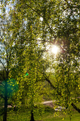 Obraz premium Vibrant spring birch leaves bask in golden sunlight, casting serene green hues. A picturesque forest scene, evoking renewal and tranquil nature's embrace