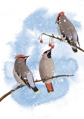 watercolor drawing birds, bohemian waxwing at wild apple branch with fruits and snow in winter, hand drawn wildlife illustration