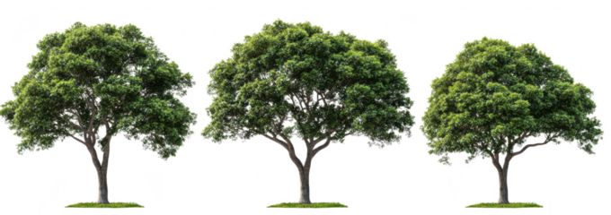 A trio of lush. green trees standing side by side. their foliage against a clear background. symbolizing natures beauty and tranquility. perfect for environmental themes