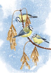 watercolor drawing birds, blue tits at maple branch with seeds and snow in winter, hand drawn wildlife illustration © cat_arch_angel