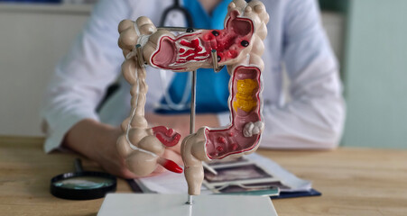 Detailed anatomical model of the human digestive system