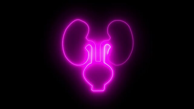 Glowing color neon line Human kidney icon isolated on a dark night background. Neon human kidneys icon in line style 4k video