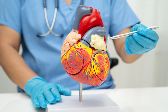 Cardiovascular disease CVD, doctor with heart human model anatomy for treatment patient in hospital. - Powered by Adobe