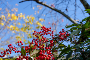 A cluster of vivid red Nandina (heavenly bamboo) berries and green leaves stand out sharply against the clear, bright blue autumn sky and yellow foliage.