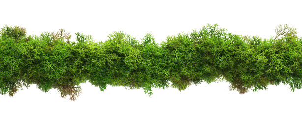 A lush. strip of green moss its intricate textures and colors. perfect for nature-themed designs or backgrounds. set against a clean white backdrop enhancing its vividness