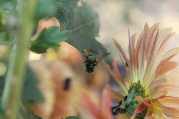 Lucilia sericata or green bottle fly on Chrysanthemum plant 
