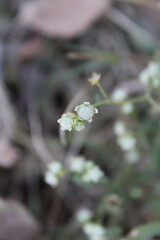 Obraz premium parthenium weed or the wild quinine white flower and seed heads